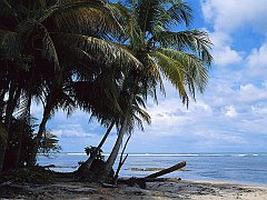 Coconut Palms on the Beach, Costa Rica